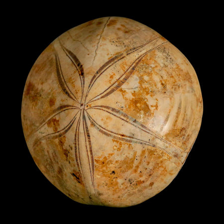 65MM Pygurus Marmonti Sea Urchin Fossil Sand Dollar Jurassic Age Madagascar