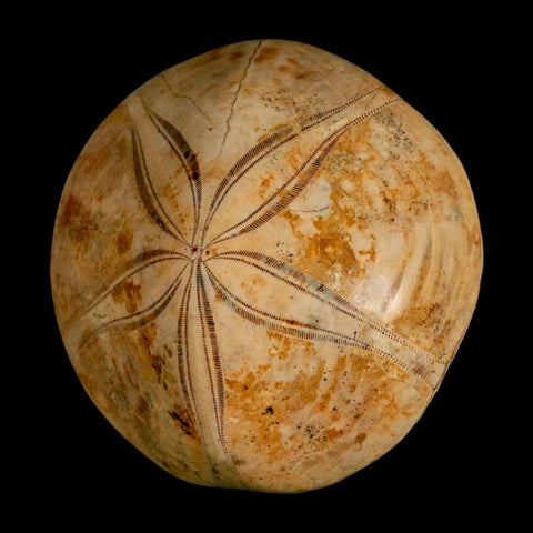 65MM Pygurus Marmonti Sea Urchin Fossil Sand Dollar Jurassic Age Madagascar - Fossil Age Minerals