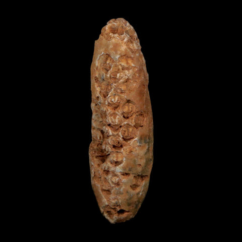 XXL 2.6" Fossil Pine Cone Equicalastrobus Replaced By Agate Eocene Age Seeds Fruit