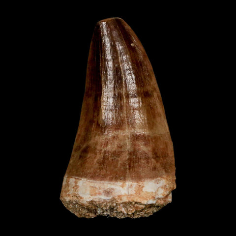 XL 2.1" Mosasaur Prognathodon Fossil Tooth Cretaceous Dinosaur Era COA & Stand