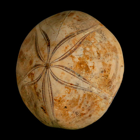 65MM Pygurus Marmonti Sea Urchin Fossil Sand Dollar Jurassic Age Madagascar - Fossil Age Minerals