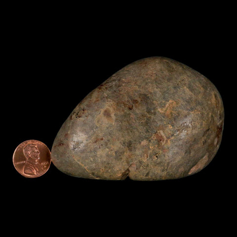 3.4" Sauropod Dinosaur Stomach Stone Gastrolith Rock Gizzard Stone COA - Fossil Age Minerals