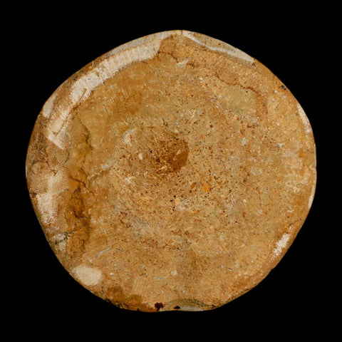 65MM Pygurus Marmonti Sea Urchin Fossil Sand Dollar Jurassic Age Madagascar - Fossil Age Minerals