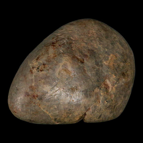3.4" Sauropod Dinosaur Stomach Stone Gastrolith Rock Gizzard Stone COA - Fossil Age Minerals