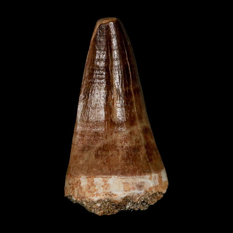 XL 2.1" Mosasaur Prognathodon Fossil Tooth Cretaceous Dinosaur Era COA & Stand