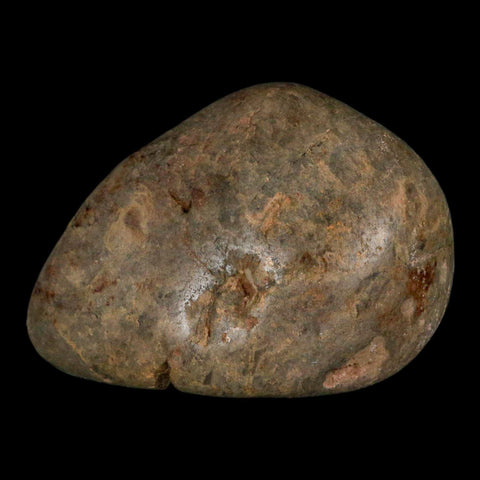 3.4" Sauropod Dinosaur Stomach Stone Gastrolith Rock Gizzard Stone COA - Fossil Age Minerals