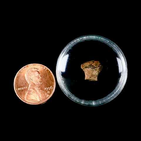 0.4" Ankylosaurus Fossil Tooth Judith River FM Cretaceous Dinosaur MT COA & Display - Fossil Age Minerals