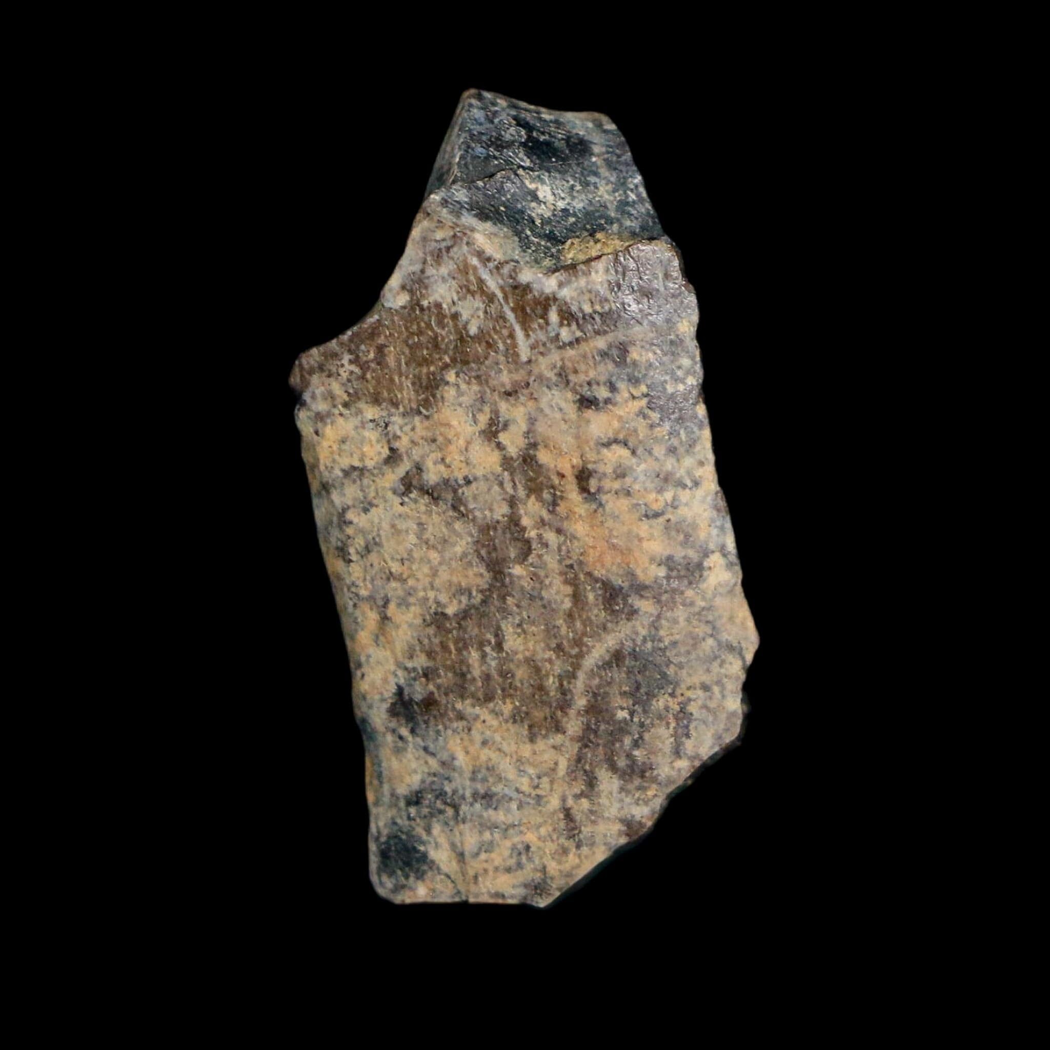 1" Tyrannosaurus Rex Fossil Tooth Section Lance Creek Cretaceous Dinosaur WY COA