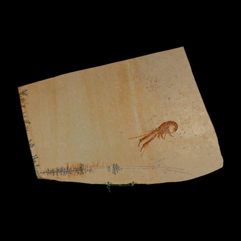 3.4" Mecochirus Fossil Lobster Upper Jurassic Age Solnhofen FM Germany Stand - Fossil Age Minerals