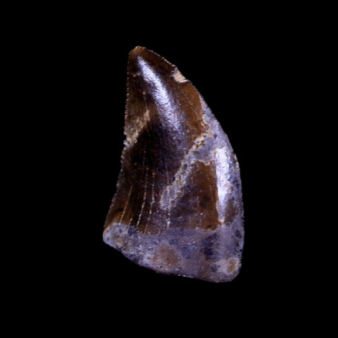 0.4" Nanotyrannus Tyrannosaurus Fossil Tooth Dinosaur Lance Creek WY COA Display - Fossil Age Minerals