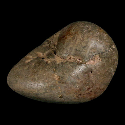 3.4" Sauropod Dinosaur Stomach Stone Gastrolith Rock Gizzard Stone COA - Fossil Age Minerals