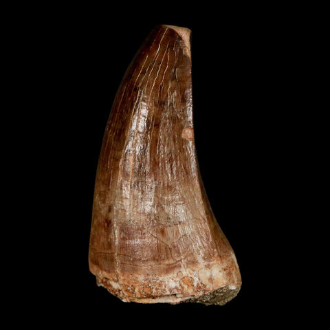 XL 2.1" Mosasaur Prognathodon Fossil Tooth Cretaceous Dinosaur Era COA & Stand