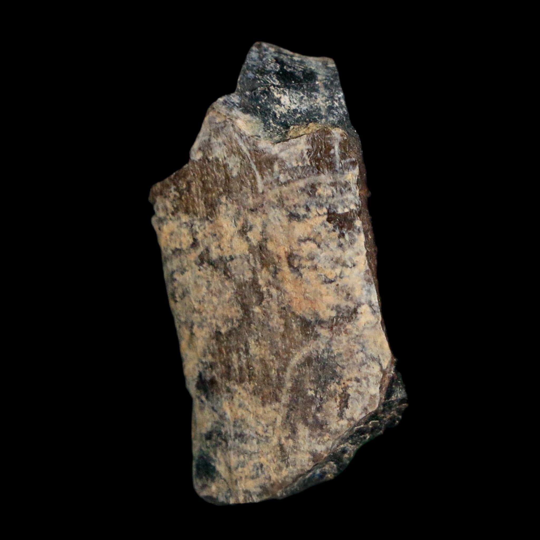1" Tyrannosaurus Rex Fossil Tooth Section Lance Creek Cretaceous Dinosaur WY COA