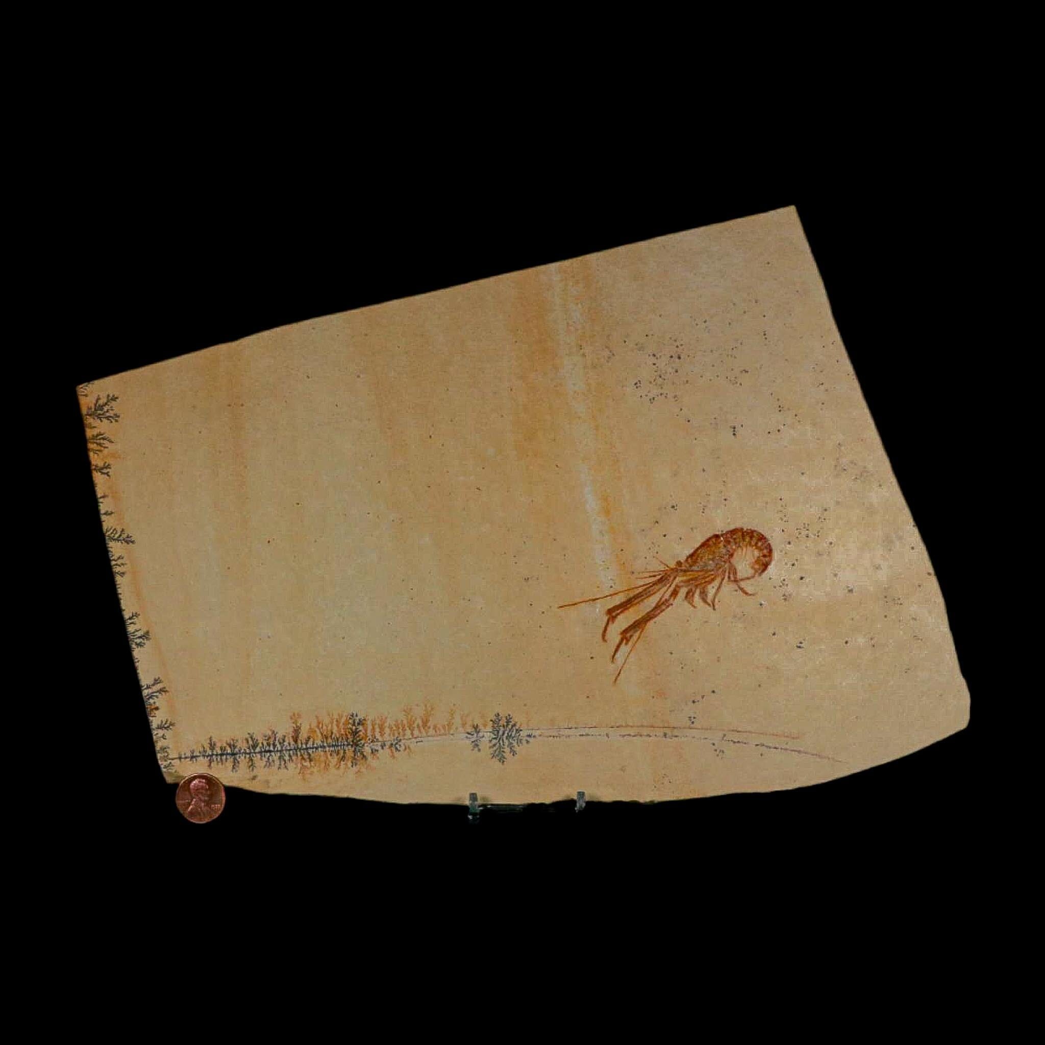 3.4" Mecochirus Fossil Lobster Upper Jurassic Age Solnhofen FM Germany Stand - Fossil Age Minerals