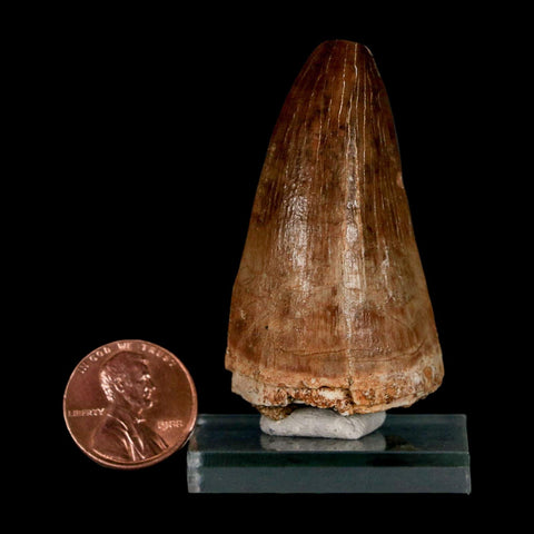 XL 2.1" Mosasaur Prognathodon Fossil Tooth Cretaceous Dinosaur Era COA & Stand