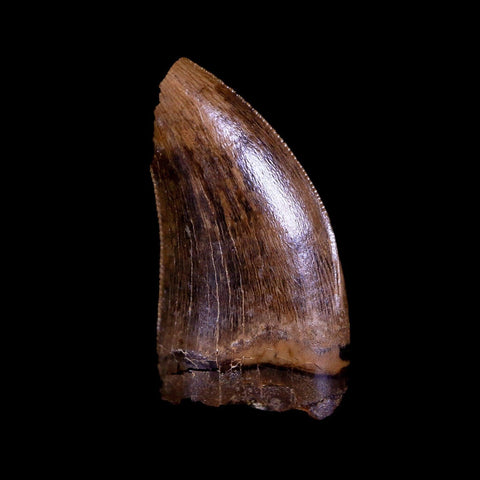 0.7" Nanotyrannus Tyrannosaurus Fossil Tooth Dinosaur Hell Creek SD COA Display - Fossil Age Minerals