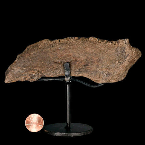 5.6" Apsopelix Sp Fossil Fish Jaw Section Cretaceous Dinosaur Era Ozan FM Texas - Fossil Age Minerals