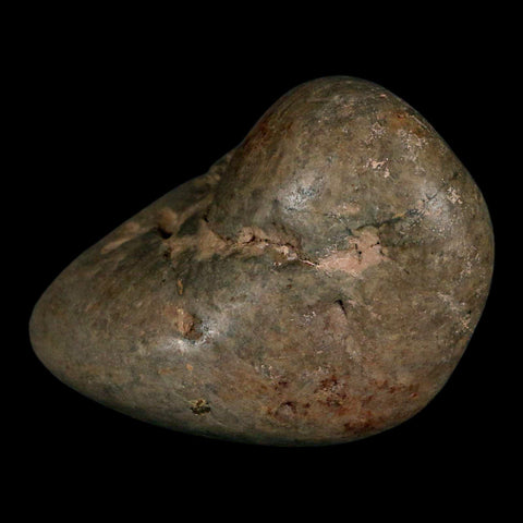 3.4" Sauropod Dinosaur Stomach Stone Gastrolith Rock Gizzard Stone COA - Fossil Age Minerals