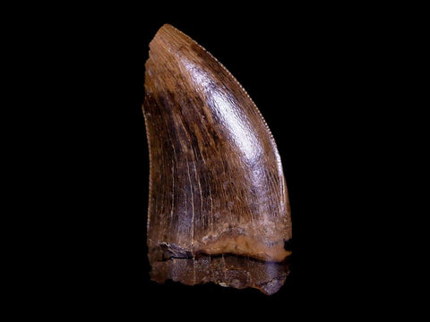 0.7" Nanotyrannus Tyrannosaurus Fossil Tooth Dinosaur Hell Creek SD COA Display - Fossil Age Minerals