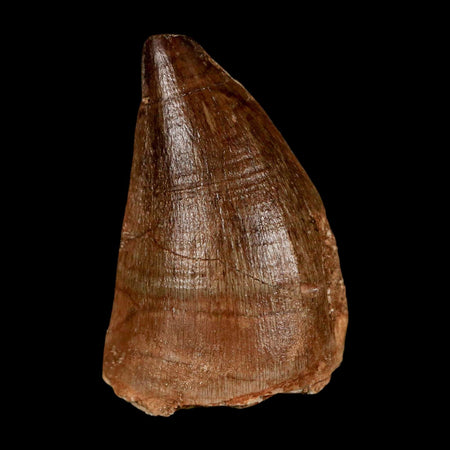 1.9" Mosasaur Prognathodon Fossil Tooth Cretaceous Dinosaur Era COA & Stand