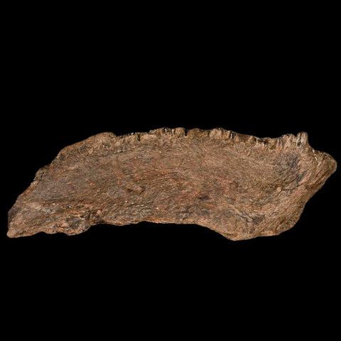 5.6" Apsopelix Sp Fossil Fish Jaw Section Cretaceous Dinosaur Era Ozan FM Texas - Fossil Age Minerals