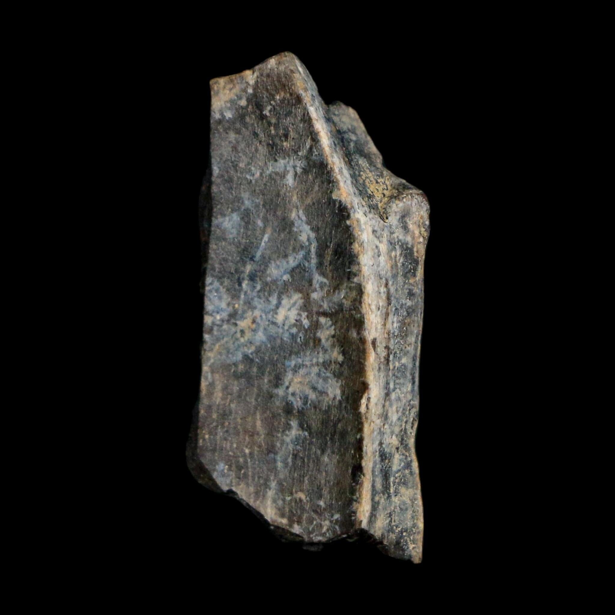 1" Tyrannosaurus Rex Fossil Tooth Section Lance Creek Cretaceous Dinosaur WY COA