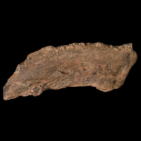 5.6" Apsopelix Sp Fossil Fish Jaw Section Cretaceous Dinosaur Era Ozan FM Texas - Fossil Age Minerals