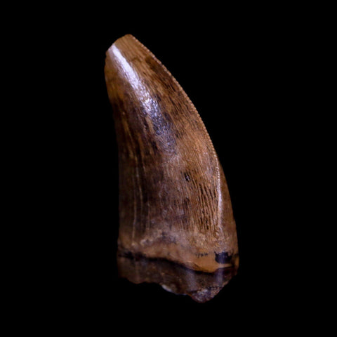 0.7" Nanotyrannus Tyrannosaurus Fossil Tooth Dinosaur Hell Creek SD COA Display - Fossil Age Minerals