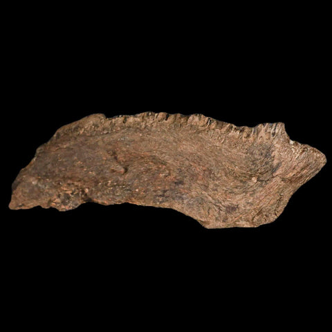 5.6" Apsopelix Sp Fossil Fish Jaw Section Cretaceous Dinosaur Era Ozan FM Texas - Fossil Age Minerals