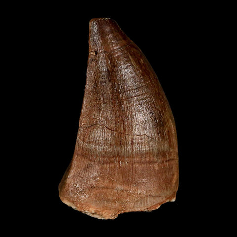 1.9" Mosasaur Prognathodon Fossil Tooth Cretaceous Dinosaur Era COA & Stand