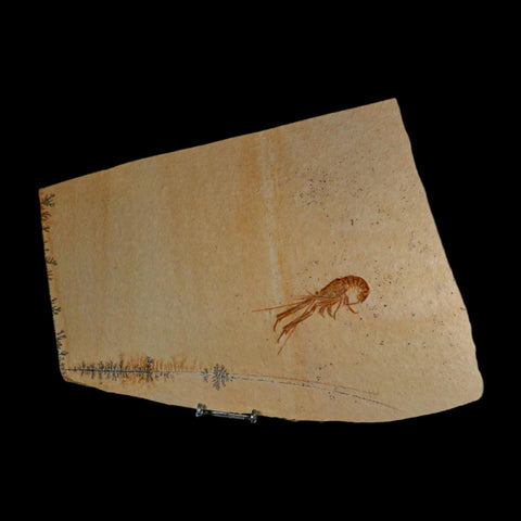 3.4" Mecochirus Fossil Lobster Upper Jurassic Age Solnhofen FM Germany Stand - Fossil Age Minerals