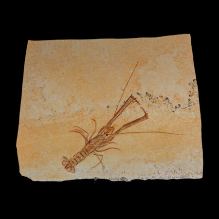 7.9" Mecochirus Fossil Lobster Upper Jurassic Age Solnhofen FM Germany Stand
