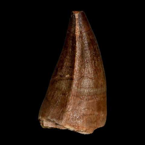 1.9" Mosasaur Prognathodon Fossil Tooth Cretaceous Dinosaur Era COA & Stand