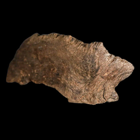 5.6" Apsopelix Sp Fossil Fish Jaw Section Cretaceous Dinosaur Era Ozan FM Texas - Fossil Age Minerals