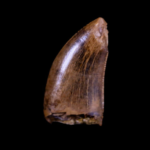 0.7" Nanotyrannus Tyrannosaurus Fossil Tooth Dinosaur Hell Creek SD COA Display - Fossil Age Minerals