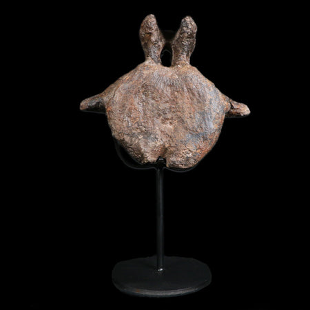 4.8" Ankylosaurus Fossil Vertebrae Bone Lance Creek Cretaceous Dinosaur WY COA