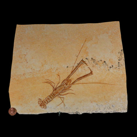 7.9" Mecochirus Fossil Lobster Upper Jurassic Age Solnhofen FM Germany Stand - Fossil Age Minerals
