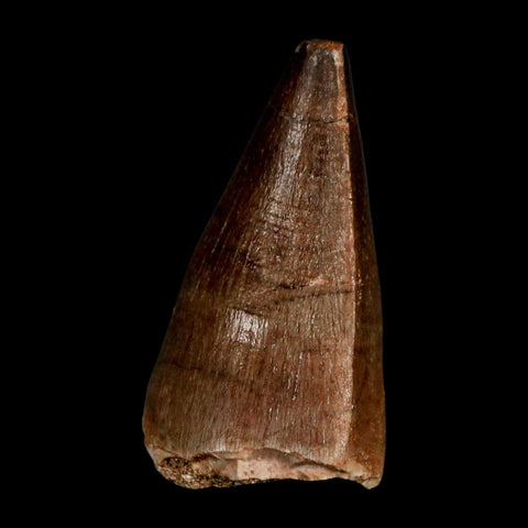 1.9" Mosasaur Prognathodon Fossil Tooth Cretaceous Dinosaur Era COA & Stand