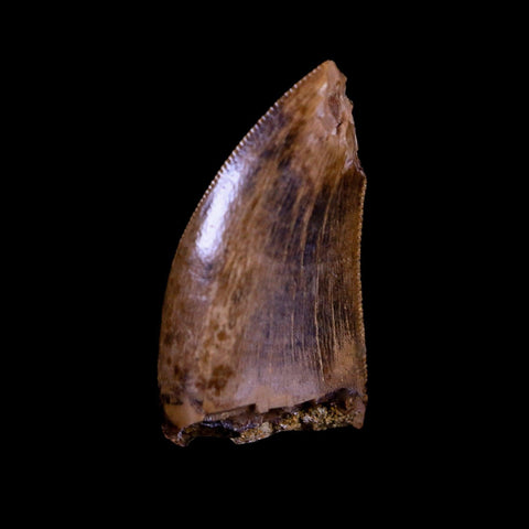 0.7" Nanotyrannus Tyrannosaurus Fossil Tooth Dinosaur Hell Creek SD COA Display - Fossil Age Minerals