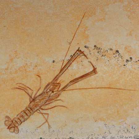 7.9" Mecochirus Fossil Lobster Upper Jurassic Age Solnhofen FM Germany Stand