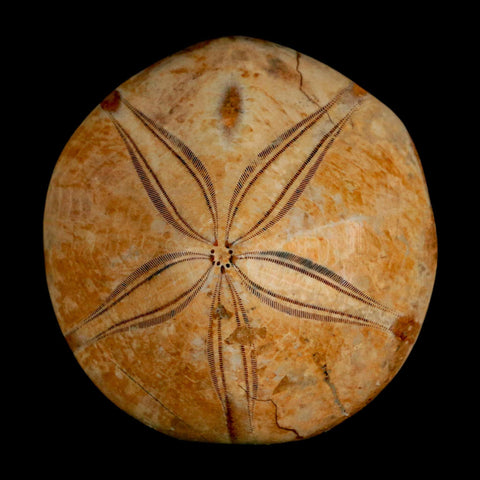 59MM Pygurus Marmonti Sea Urchin Fossil Sand Dollar Jurassic Age Madagascar - Fossil Age Minerals