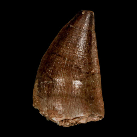 1.9" Mosasaur Prognathodon Fossil Tooth Cretaceous Dinosaur Era COA & Stand