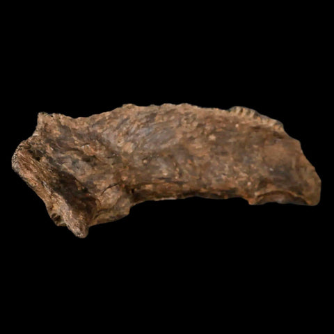 5.6" Apsopelix Sp Fossil Fish Jaw Section Cretaceous Dinosaur Era Ozan FM Texas - Fossil Age Minerals