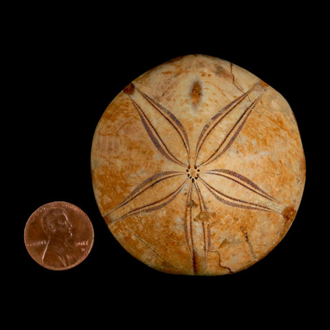 59MM Pygurus Marmonti Sea Urchin Fossil Sand Dollar Jurassic Age Madagascar - Fossil Age Minerals