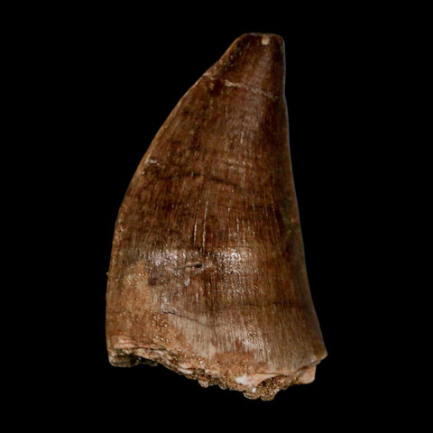 1.9" Mosasaur Prognathodon Fossil Tooth Cretaceous Dinosaur Era COA & Stand