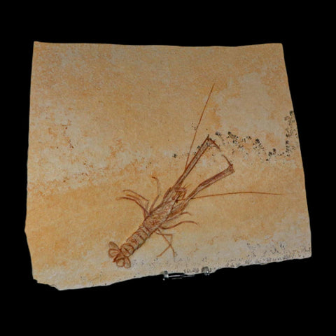 7.9" Mecochirus Fossil Lobster Upper Jurassic Age Solnhofen FM Germany Stand - Fossil Age Minerals