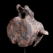 4.8" Ankylosaurus Fossil Vertebrae Bone Lance Creek Cretaceous Dinosaur WY COA