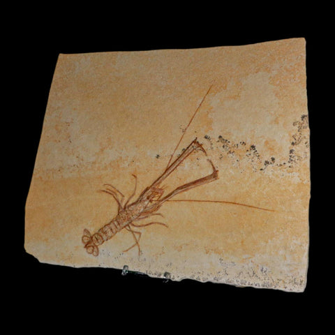 7.9" Mecochirus Fossil Lobster Upper Jurassic Age Solnhofen FM Germany Stand - Fossil Age Minerals