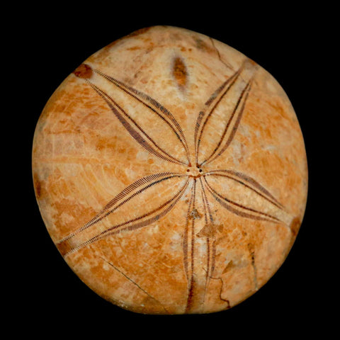 59MM Pygurus Marmonti Sea Urchin Fossil Sand Dollar Jurassic Age Madagascar - Fossil Age Minerals