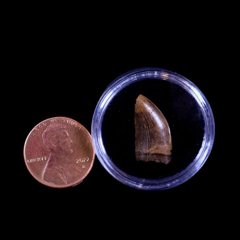 0.7" Nanotyrannus Tyrannosaurus Fossil Tooth Dinosaur Hell Creek SD COA Display - Fossil Age Minerals